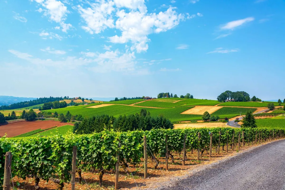 A sweeping view of lush vineyards stretching across rolling hills beneath a vast blue sky, with a dirt road winding through the landscape. The tranquil setting hints at the abundance of wine country experiences just moments away.